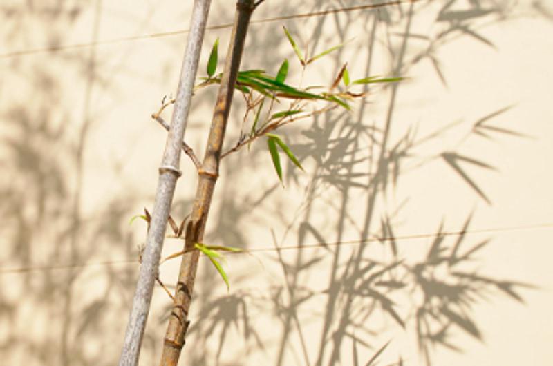 plante de bambou